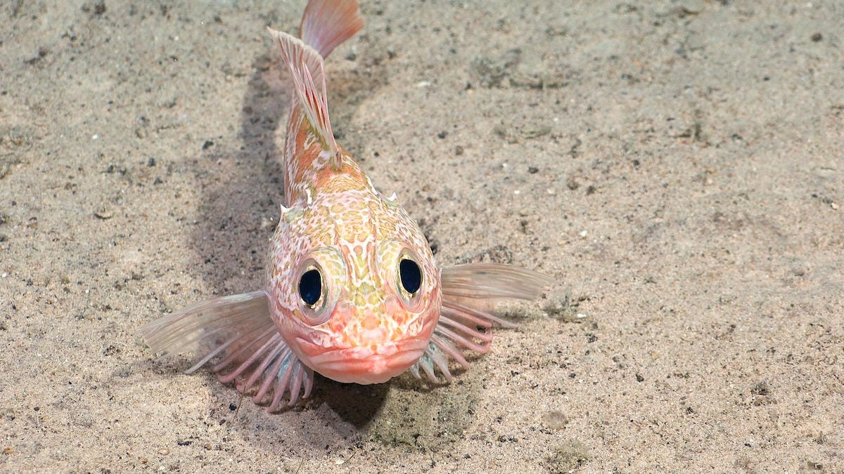 New images of deep sea wonders are surprisingly adorable