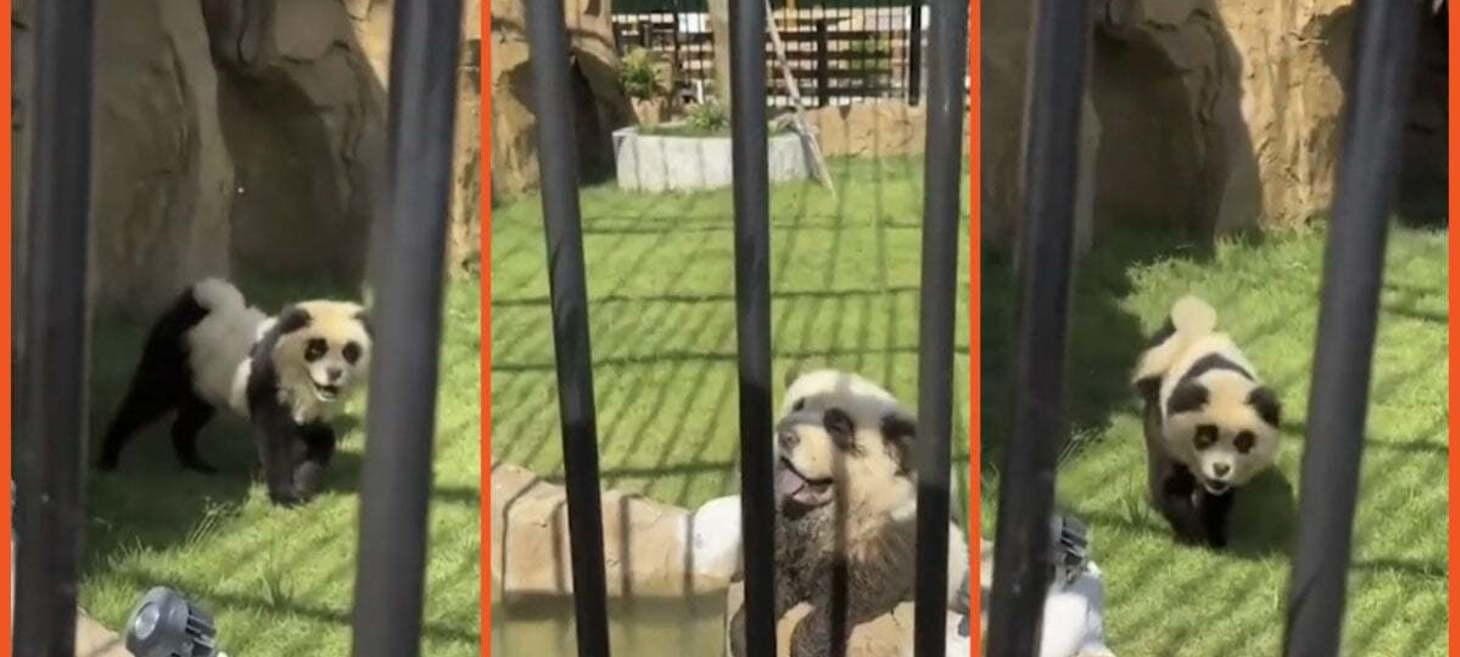 Chinese Zoo Comes Clean After Scheme to Paint Dogs to Look Like Pandas Blows up In Their Faces when They Start Barking