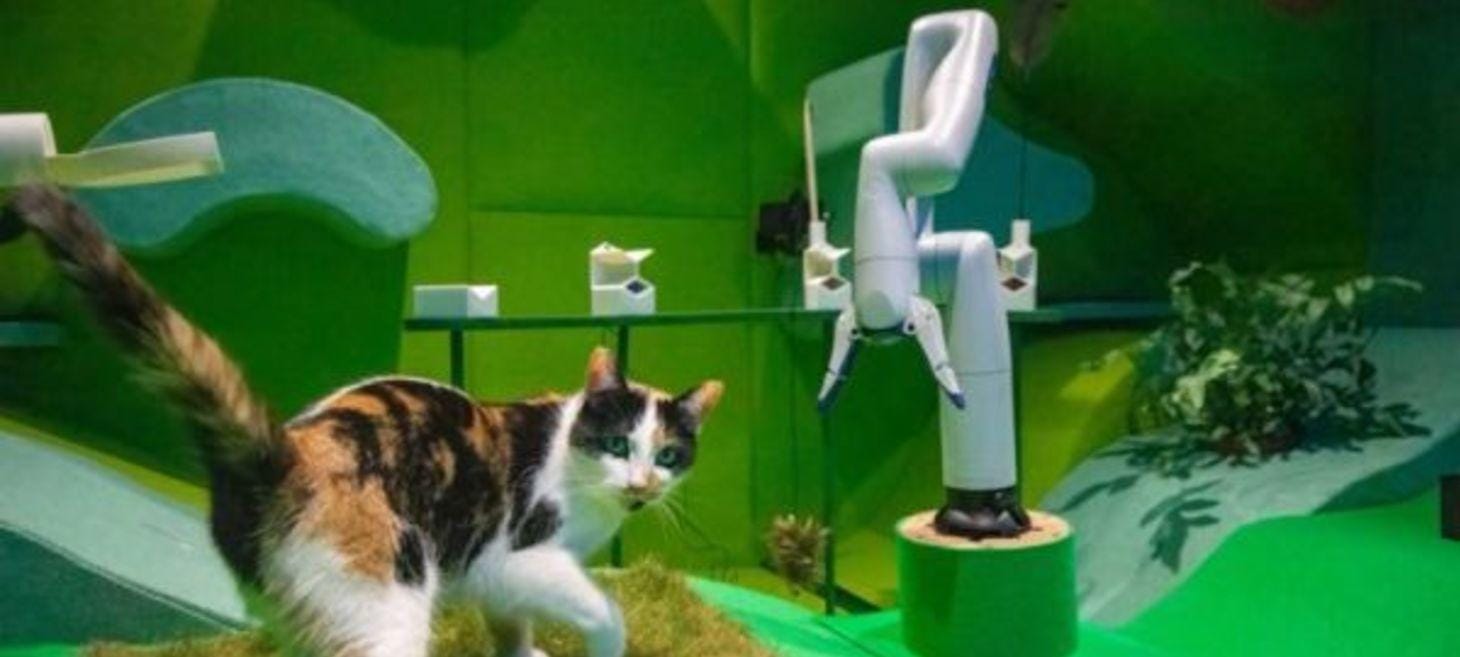 Cats and Robots: Science, Art, or Entertainment?