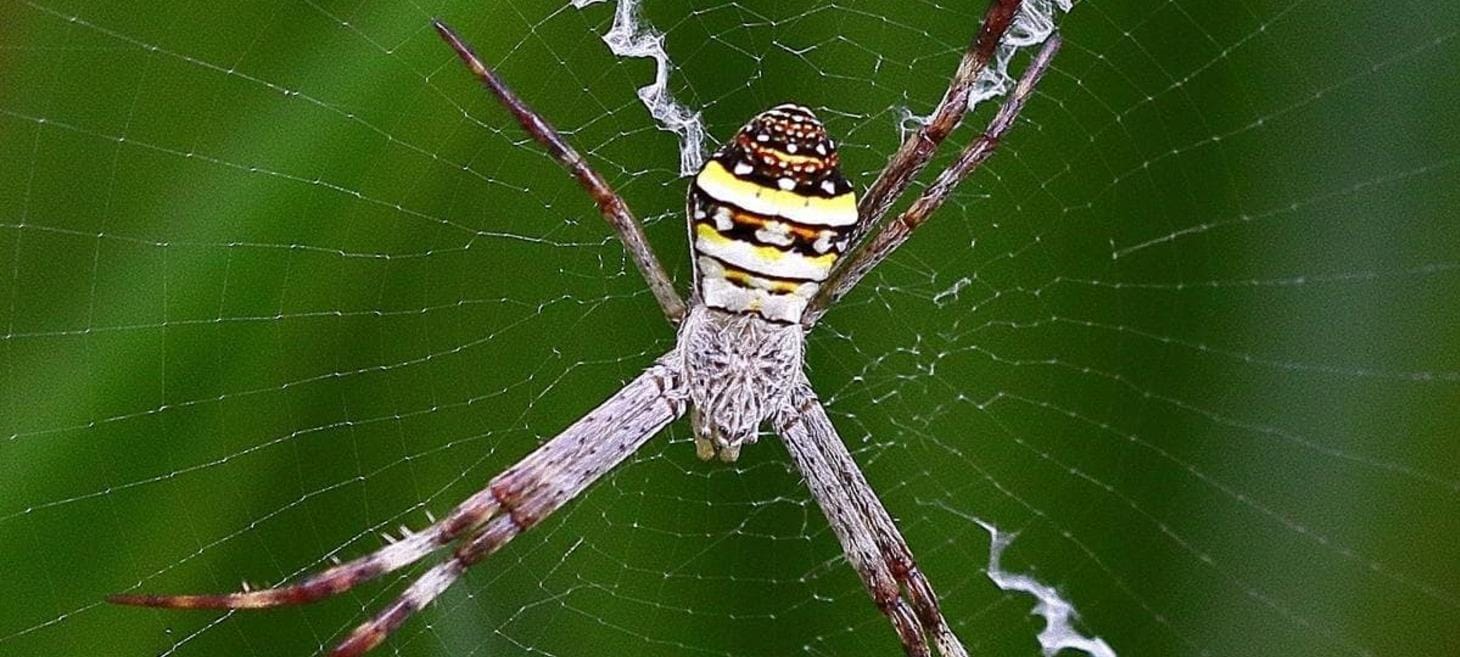 Puzzling Spider Web Decorations Revealed to Boost Prey Detection