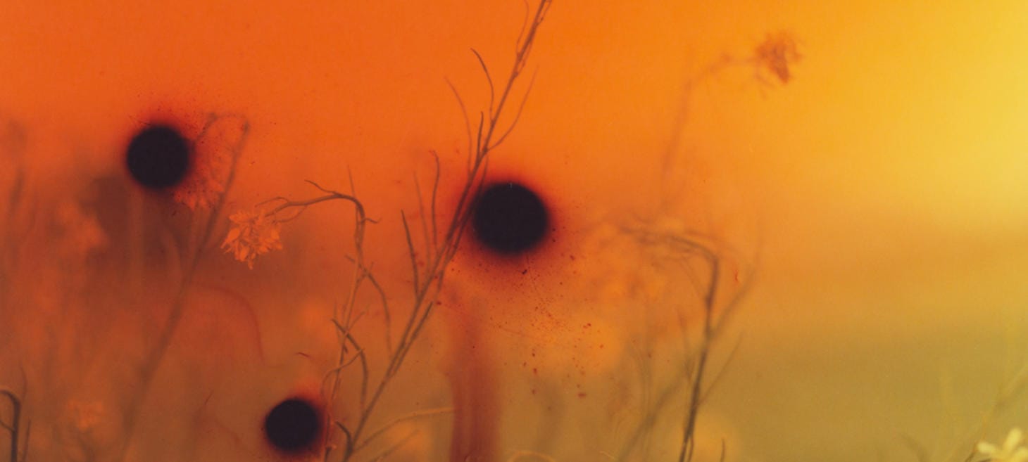 Why Doesn’t Hollywood Make More Mass Extinction Films?