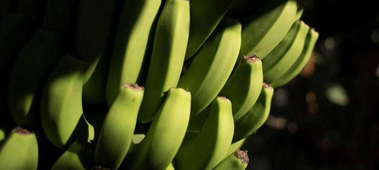 Banana-Based Biomaterial Innovates Lightweight Vehicle Parts, Revolutionizing Automotive and Bicycle Design